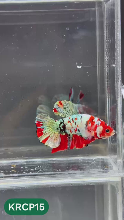 Koi Red Copper Plakat Male Betta Fish | You Pick Fish