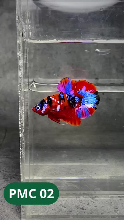 Multicolor Plakat Male Betta Fish |Show Grade|  You Pick Fish