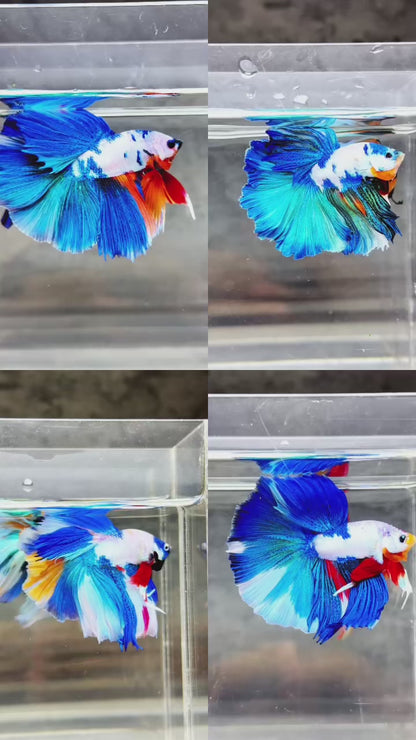 Candy Marble Halfmoon Male Betta Fish | Luxury Mystery Betta