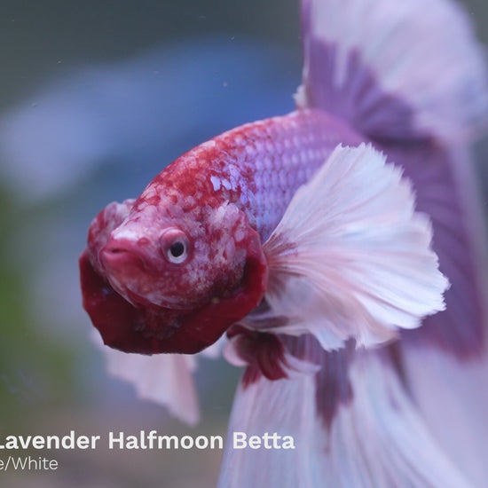 Dumbo Lavender Halfmoon Fish