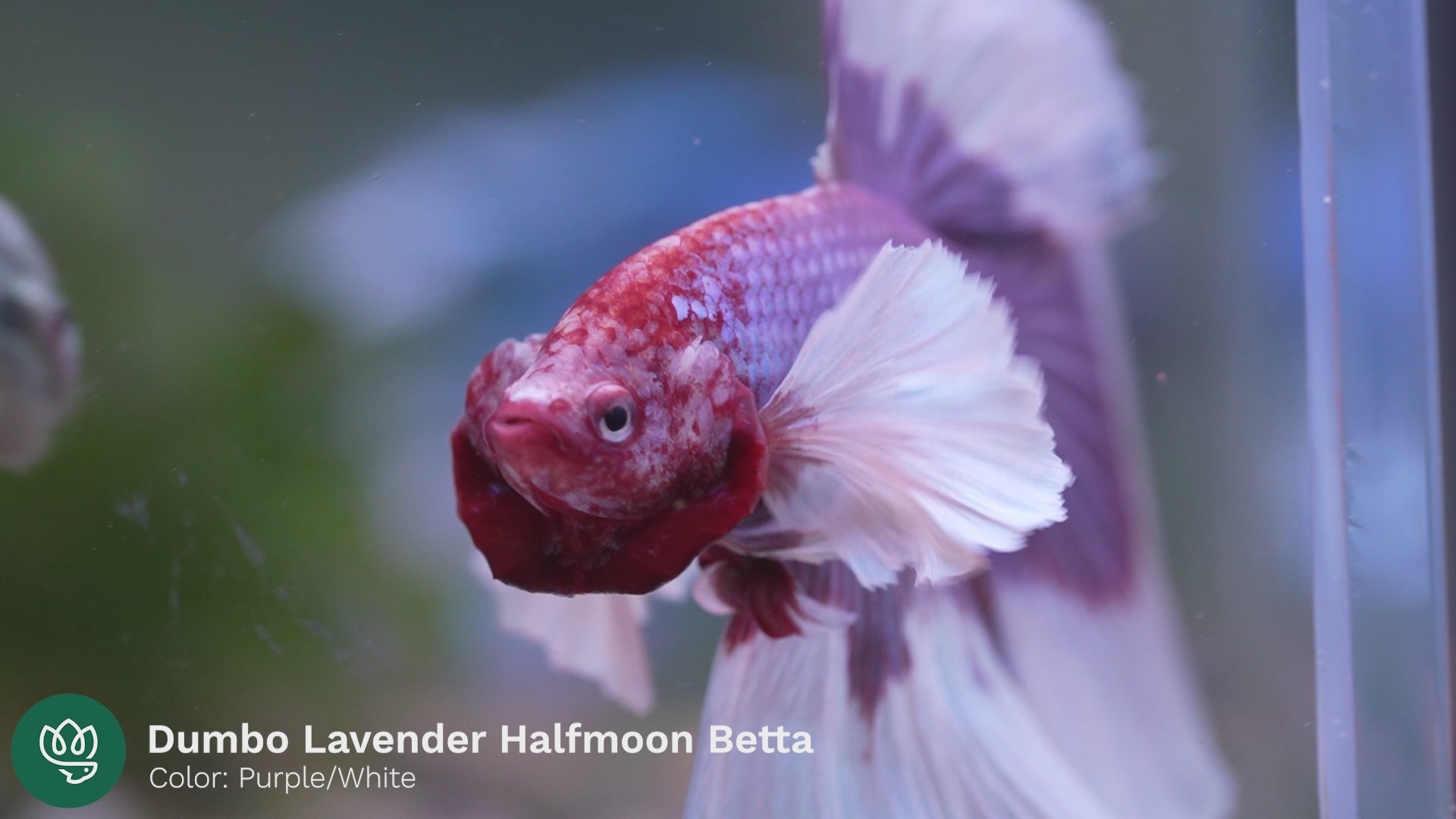 Dumbo Lavender Halfmoon Fish