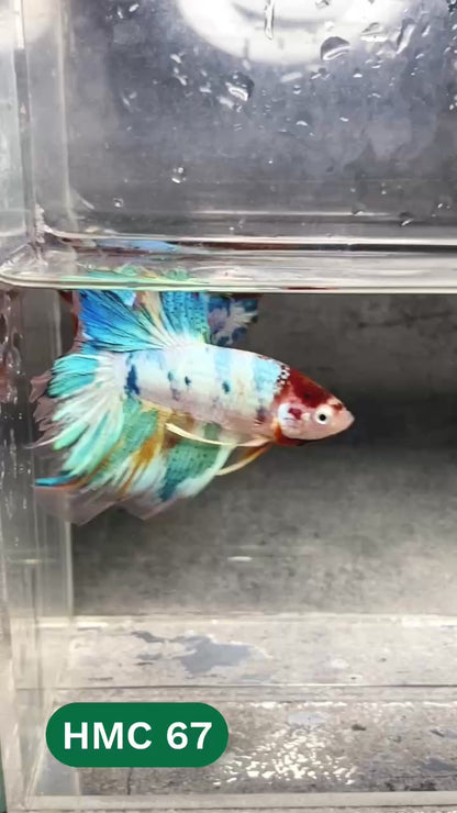 Multicolor Halfmoon Male Betta Fish | High Grade | Order Directly From Farm |  You Pick Fish |