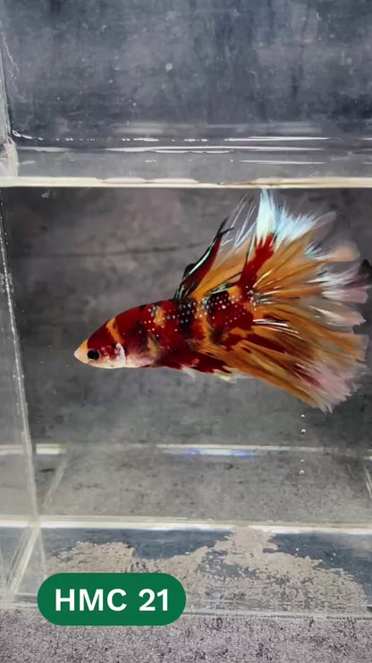 Multicolor Halfmoon Male Betta Fish | High Grade | Order Directly From Farm |  You Pick Fish |