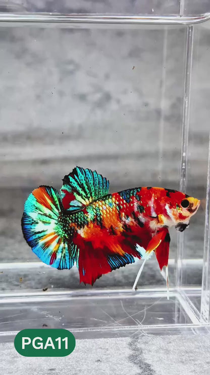 King Giant Plakat Male Betta Fish | You Pick Fish | High Grade