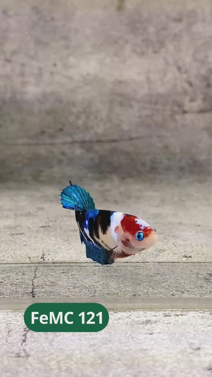 Multicolor Female Betta Fish | You Pick Fish | High Grade