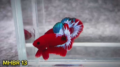 Hellboy Plakat Male Betta Fish | Order Directly From Farm | You Pick Fish