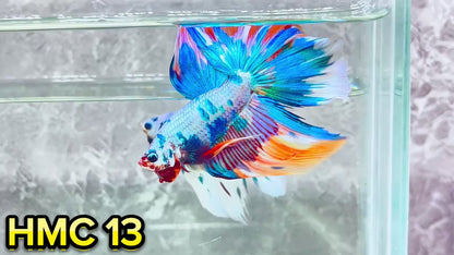 Multicolor Halfmoon Male Betta Fish | High Grade | Order Directly From Farm|  You Pick Fish |