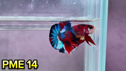 Metallic Plakat Betta Fish | You Pick Betta | Show Grade