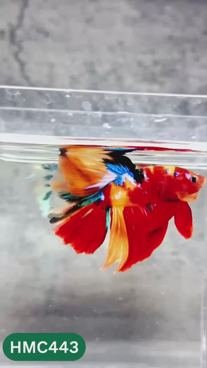 Multicolor Halfmoon Male Betta Fish | Order Directly From Farm | You Pick Fish