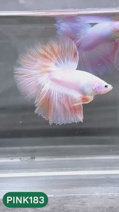 Pink Halfmoon Male Betta Fish | You Pick Fish | Order Directly From Farm