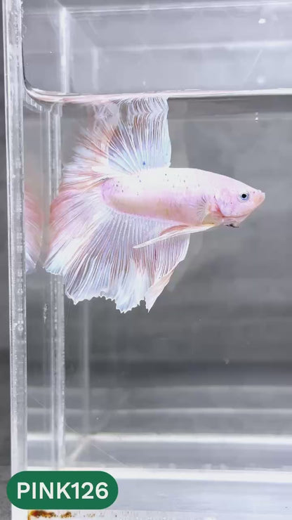 Pink Halfmoon Male Betta Fish | You Pick Fish | Order Directly From Farm