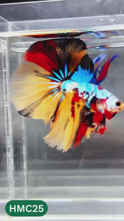 Multicolor Halfmoon Male Betta Fish | High Grade | Order Directly From Farm |  You Pick Fish |