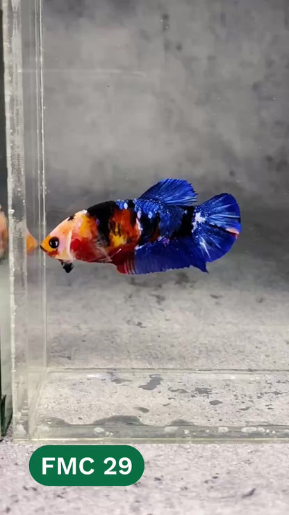 Multicolor Female Betta Fish | You Pick Fish | High Grade