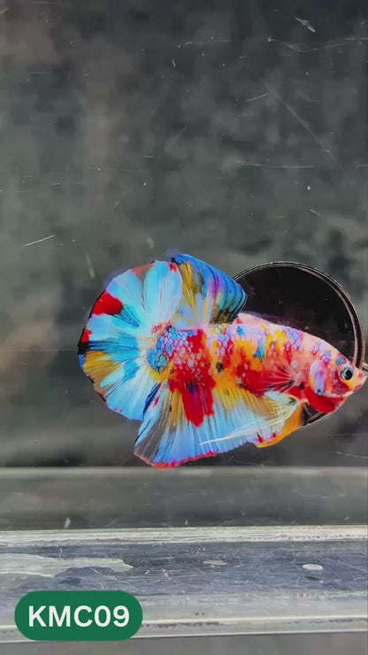 Multicolor Yellow Base Plakat Male Betta Fish | Order Directly From Farm |  You Pick Fish