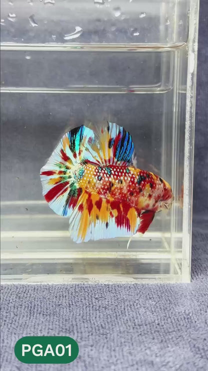 King Giant Plakat Male Betta Fish | You Pick Fish | High Grade
