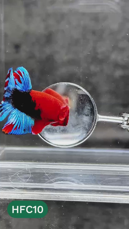 Hellboy Plakat Male Betta Fish | Order Directly From Farm | You Pick Fish