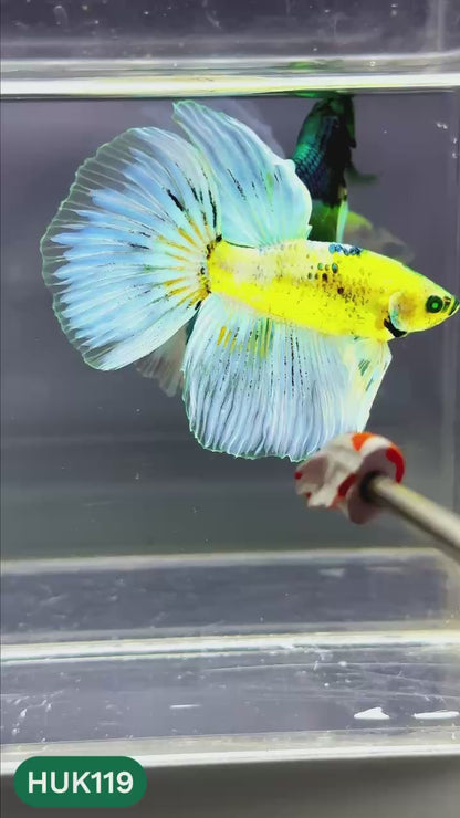 Black Hulk Halfmoon Male Betta Fish | You Pick Fish