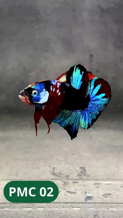Multicolor Plakat Male Betta Fish |Show Grade|  You Pick Fish