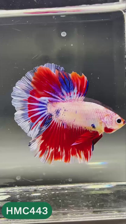 Nemo Halfmoon Male Betta Fish | Order Directly From Farm | You Pick Fish