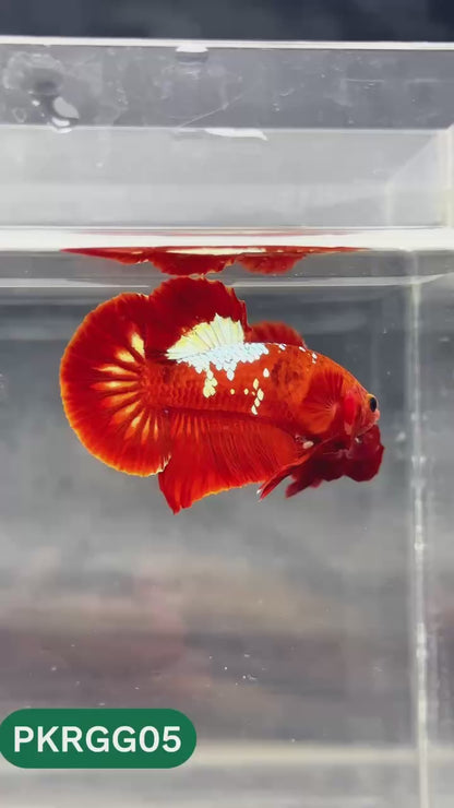 Golden Star Dust Galaxy Plakat Male Betta Fish | Super Rare | You Pick Fish