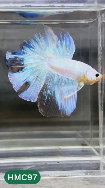 Multicolor Halfmoon Male Betta Fish | Order Directly From Farm | You Pick Fish