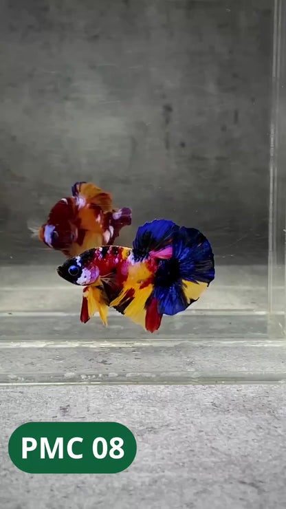 Multicolor Plakat Male Betta Fish |Show Grade|  You Pick Fish