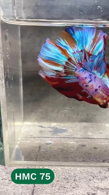 Multicolor Halfmoon Male Betta Fish | High Grade | Order Directly From Farm |  You Pick Fish |