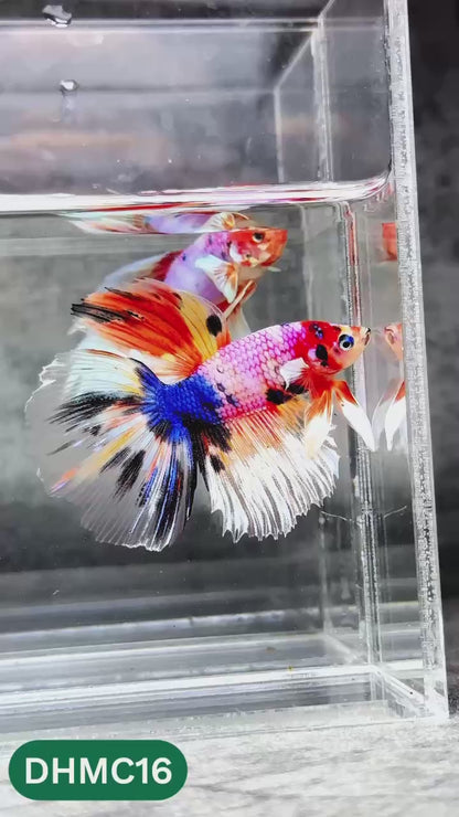 Multicolor Halfmoon Male Betta Fish | High Grade | Order Directly From Farm |  You Pick Fish |