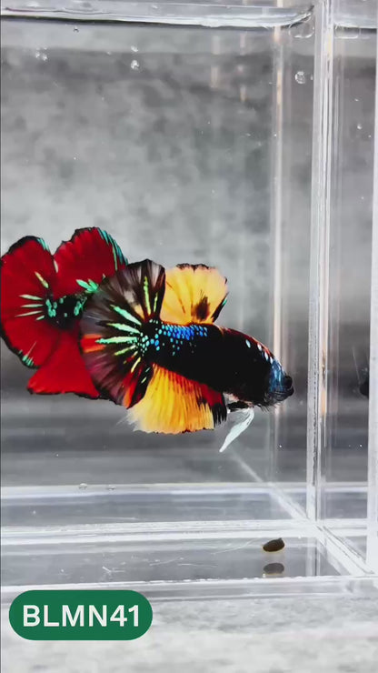 Dark Flame Hellfire Plakat Male Betta Fish | You Pick Fish | Rare Betta