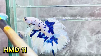 Blue Marble Dot Halfmoon Male Betta Fish | Order Directly From Farm | You Pick Fish