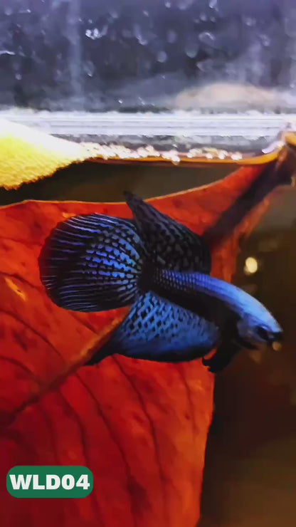 Wild Alien Male Betta Fish | You Pick Fish