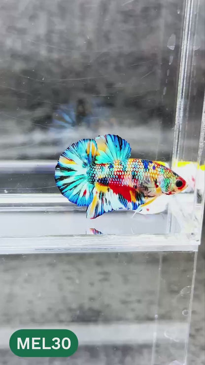 Metallic Plakat Betta Fish | You Pick Betta | Exotic Fish