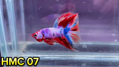 Multicolor Halfmoon Male Betta Fish | High Grade | Order Directly From Farm|  You Pick Fish |