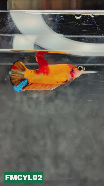 Multicolor Yellow Base Female Betta Fish | You Pick Fish  | High Grade