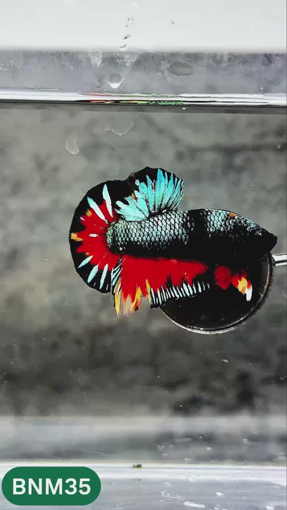 Dark Flame Hellfire Plakat Male Betta Fish | You Pick Fish | Rare Betta