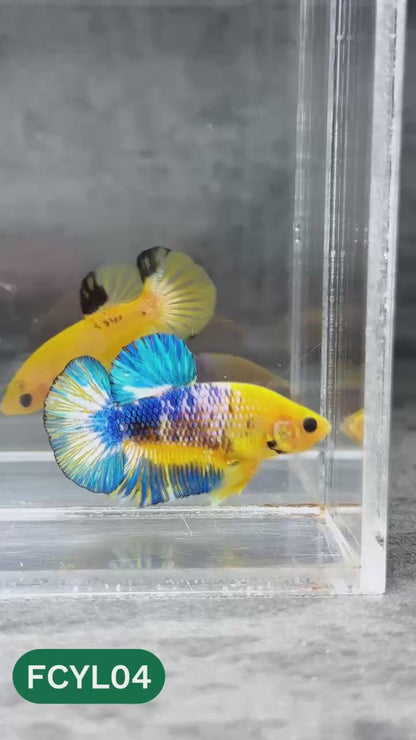 Yellow Fancy Male Betta Fish | Order Directly From Farm | You Pick Fish