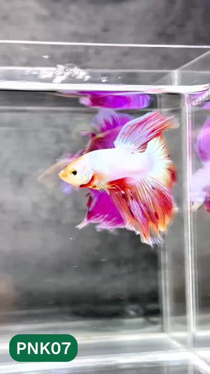 Pink Halfmoon Male Betta Fish | You Pick Fish | Order Directly From Farm