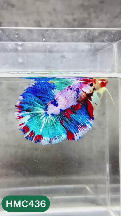 Multicolor Halfmoon Male Betta Fish | Order Directly From Farm | You Pick Fish