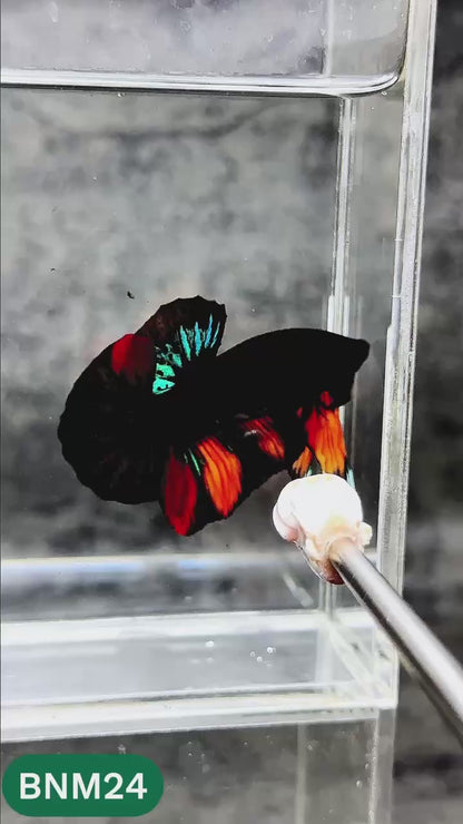 Dark Flame Hellfire Plakat Male Betta Fish | You Pick Fish | Rare Betta
