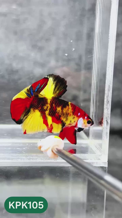 Multicolor Yellow Base Plakat Male Betta Fish | Order Directly From Farm |  You Pick Fish