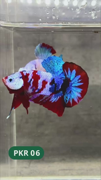 Multicolor Yellow Base Plakat Male Betta Fish | Order Directly From Farm |  You Pick Fish