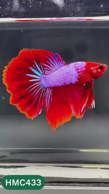 Nemo Halfmoon Male Betta Fish | Order Directly From Farm | You Pick Fish