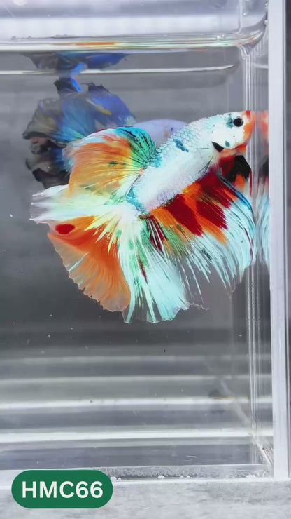 Multicolor Halfmoon Male Betta Fish | Order Directly From Farm | You Pick Fish