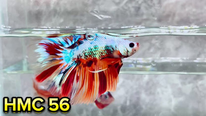 Multicolor Halfmoon Male Betta Fish | High Grade | Order Directly From Farm|  You Pick Fish |