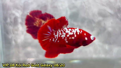 Golden Star Dust Galaxy Plakat Male Betta Fish | Super Rare | You Pick Fish