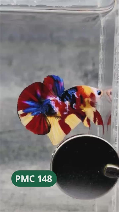 Multicolor Plakat Male Betta Fish |Show Grade|  You Pick Fish