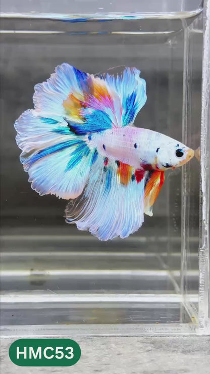 Multicolor Halfmoon Male Betta Fish | Order Directly From Farm | You Pick Fish