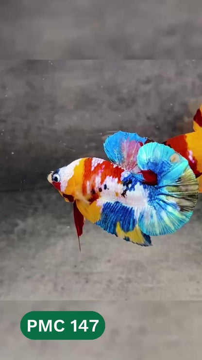 Multicolor Plakat Male Betta Fish |Show Grade|  You Pick Fish