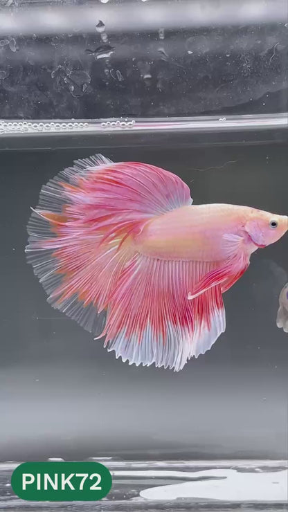 Pink Halfmoon Male Betta Fish | You Pick Fish | Order Directly From Farm