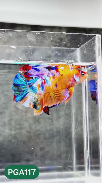 King Giant Plakat Male Betta Fish | You Pick Fish | High Grade